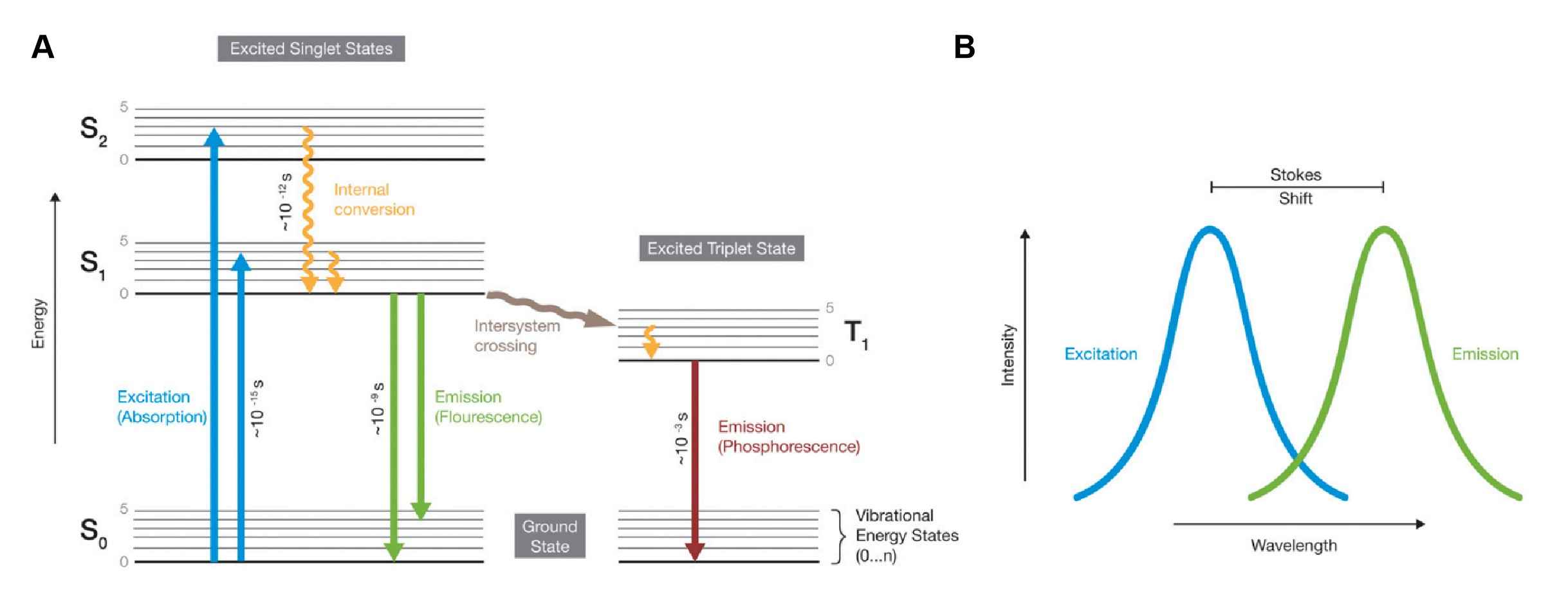 Fig.1 Principle of fluorescence. (Dunst & Tomancak, 2019)