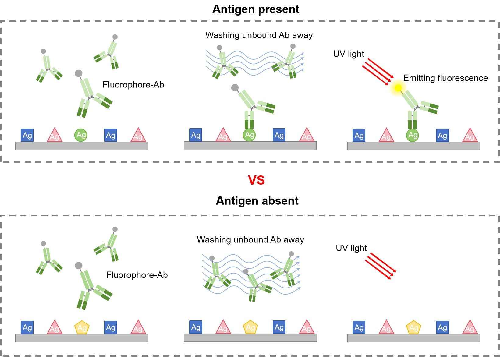 Fig.3 DIF procedure. (Creative Biolabs Original)