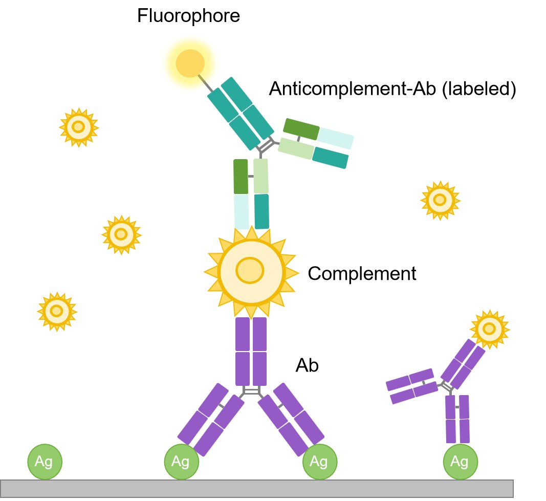 Fig.4 Complement fixation technique. (Creative Biolabs Original)