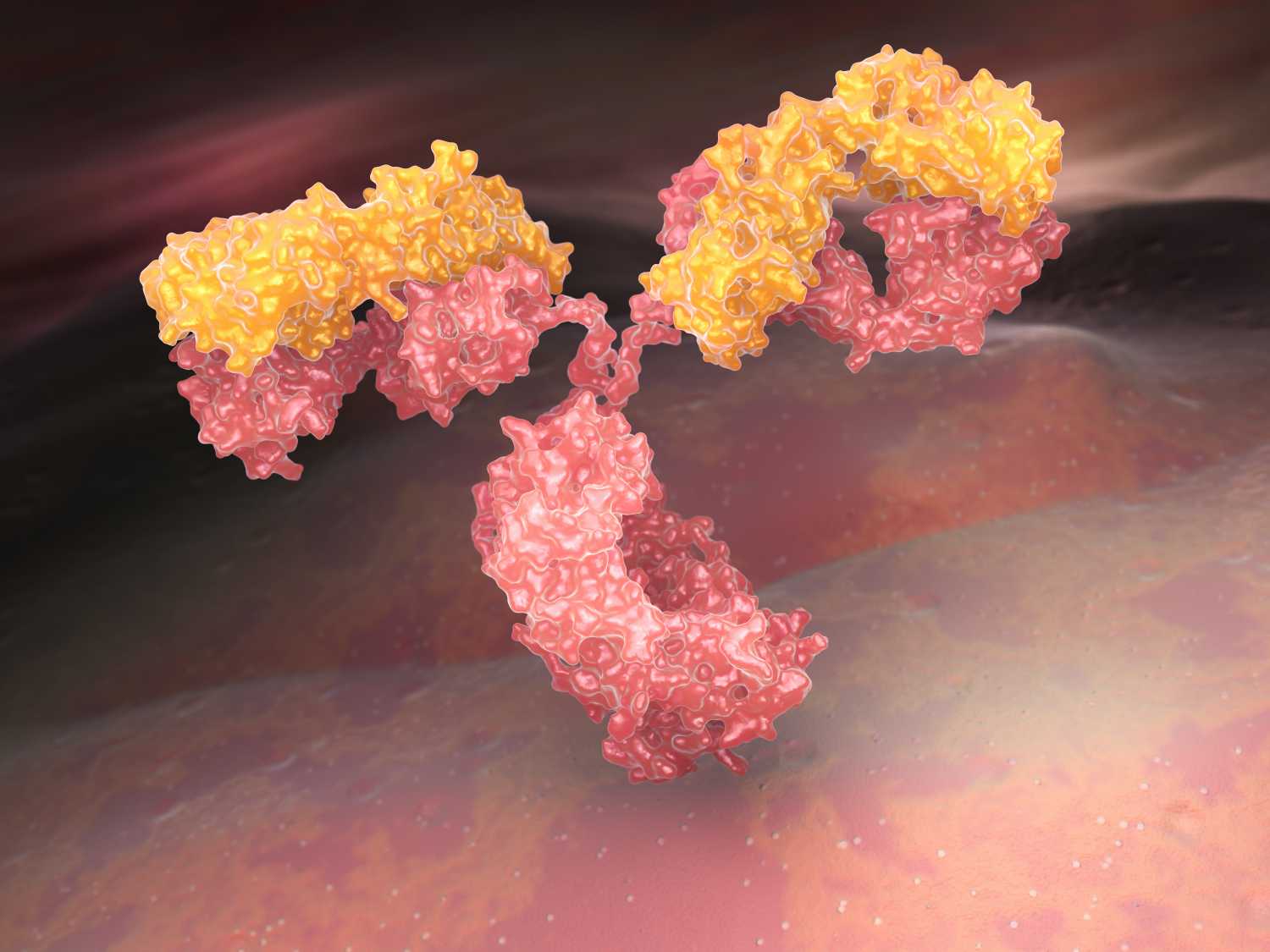 Fig.1 Immunoglobulin. (Creative Biolabs Authorized) 