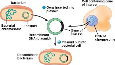an overview of gene cloning