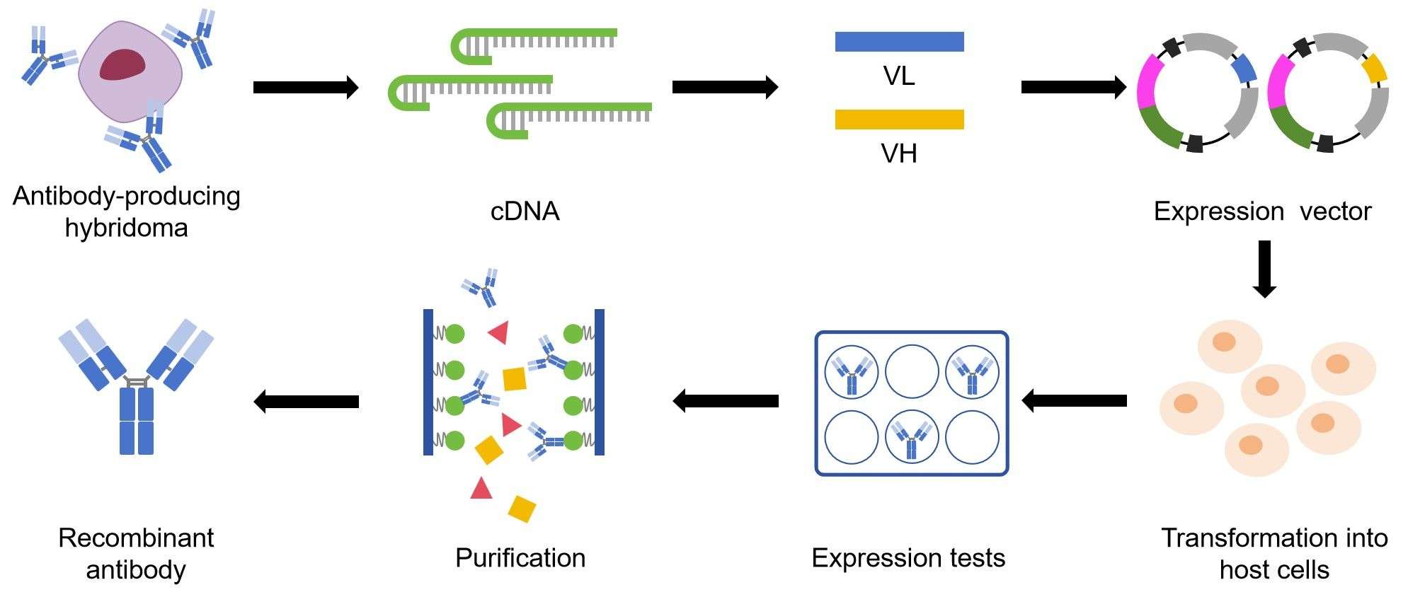 Fig.1 Small-scale expression steps for monoclonal antibody cloning from hybridoma. (Creative Biolabs Original)