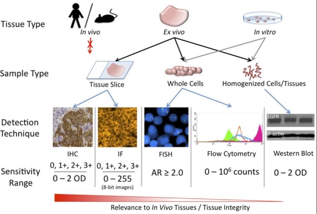 detection-assays-creative-biolabs