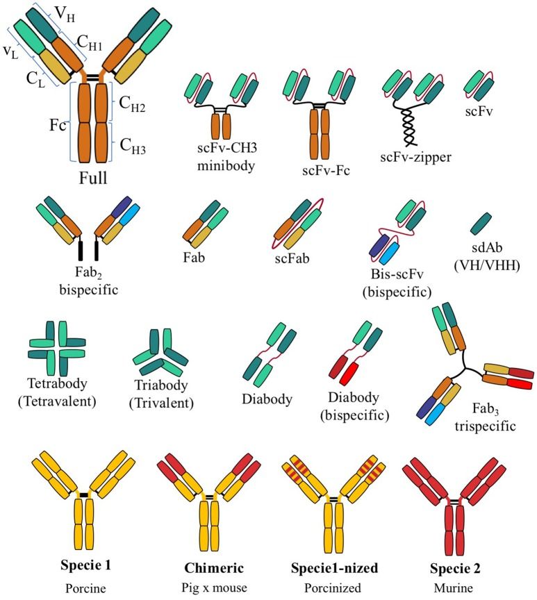 Fig.1 Recombinant antibody fragments. (Bustamante-Córdova, Melgoza-González & Hernández, 2018)
