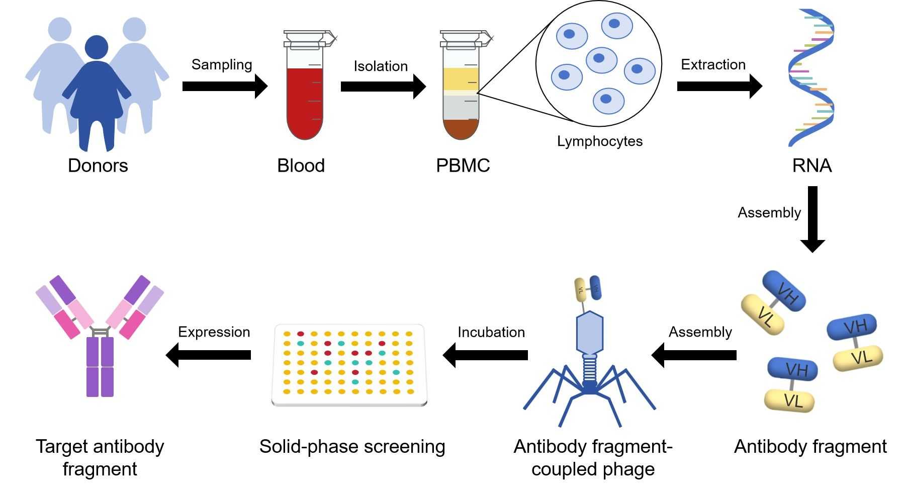 Fig.2 General scheme for the preparation and selection of a naive recombinant antibody library. (Creative Biolabs Original)