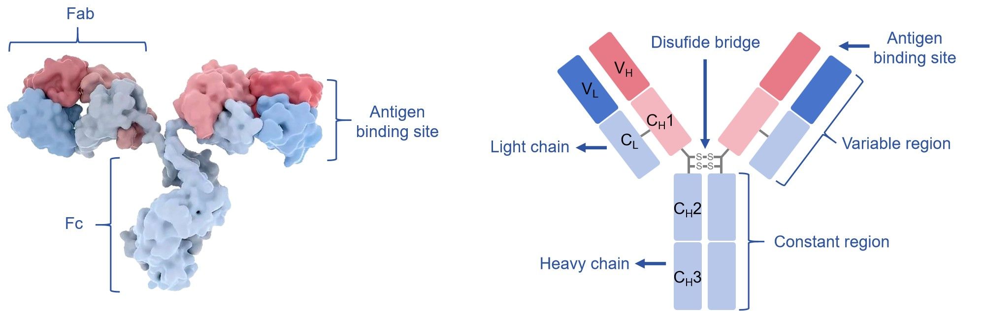 Fig.1 Schematic diagram of the immunoglobulin. (Creative Biolabs Original)