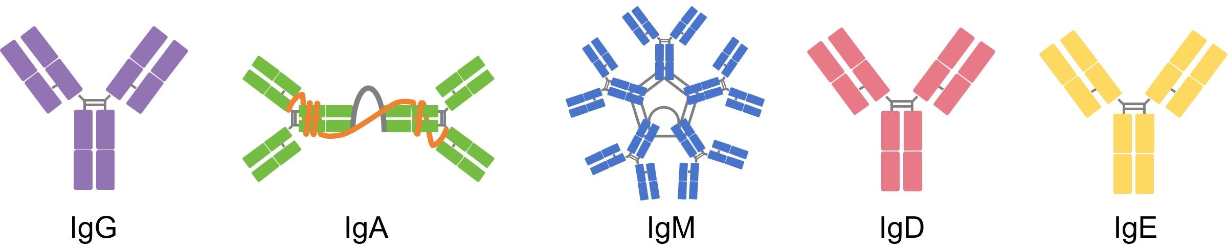 Fig.1 Antibody Isotypes. (Creative Biolabs Original)