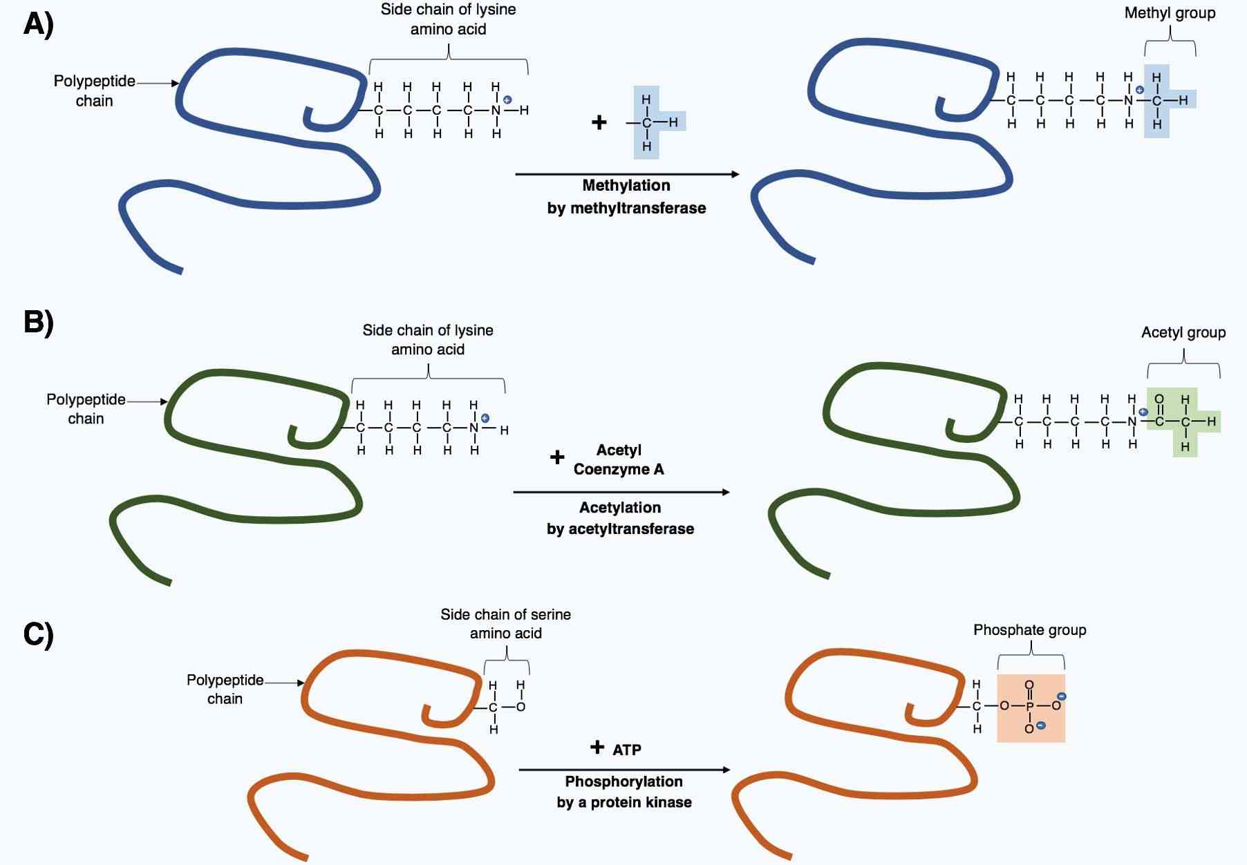 Fig.1 The post-translational modification of polypeptides. (https://commons.wikimedia.org/wiki/File:Post-translational_modification_through_the_addition_of_small_chemical_groups.png)