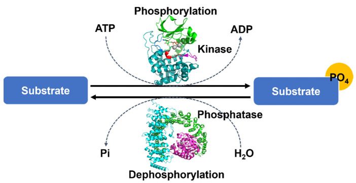 Fig.2 The overall mechanism of protein phosphorylation. (Seok, 2021)