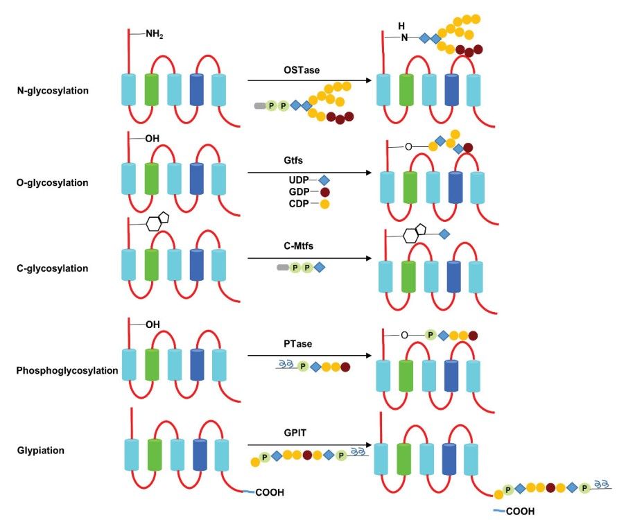 Fig.3 Classification and process of protein glycosylation. (Wang, et al., 2020)