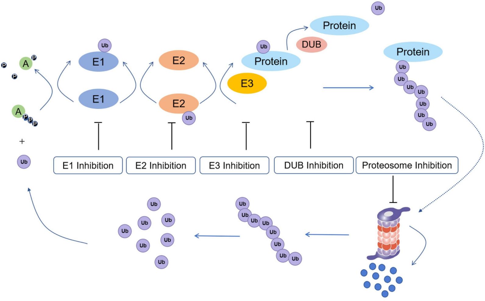 Fig.4 Ubiquitination process and potential drug inhibition targets. (Song, et al., 2021)