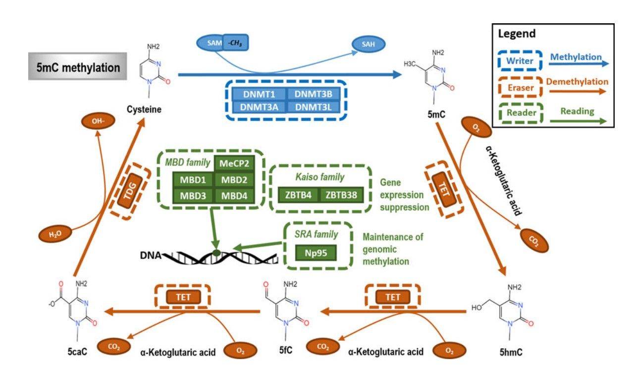 Fig.5 The primary type and mechanism of DNA methylation. (Dai, et al., 2021)