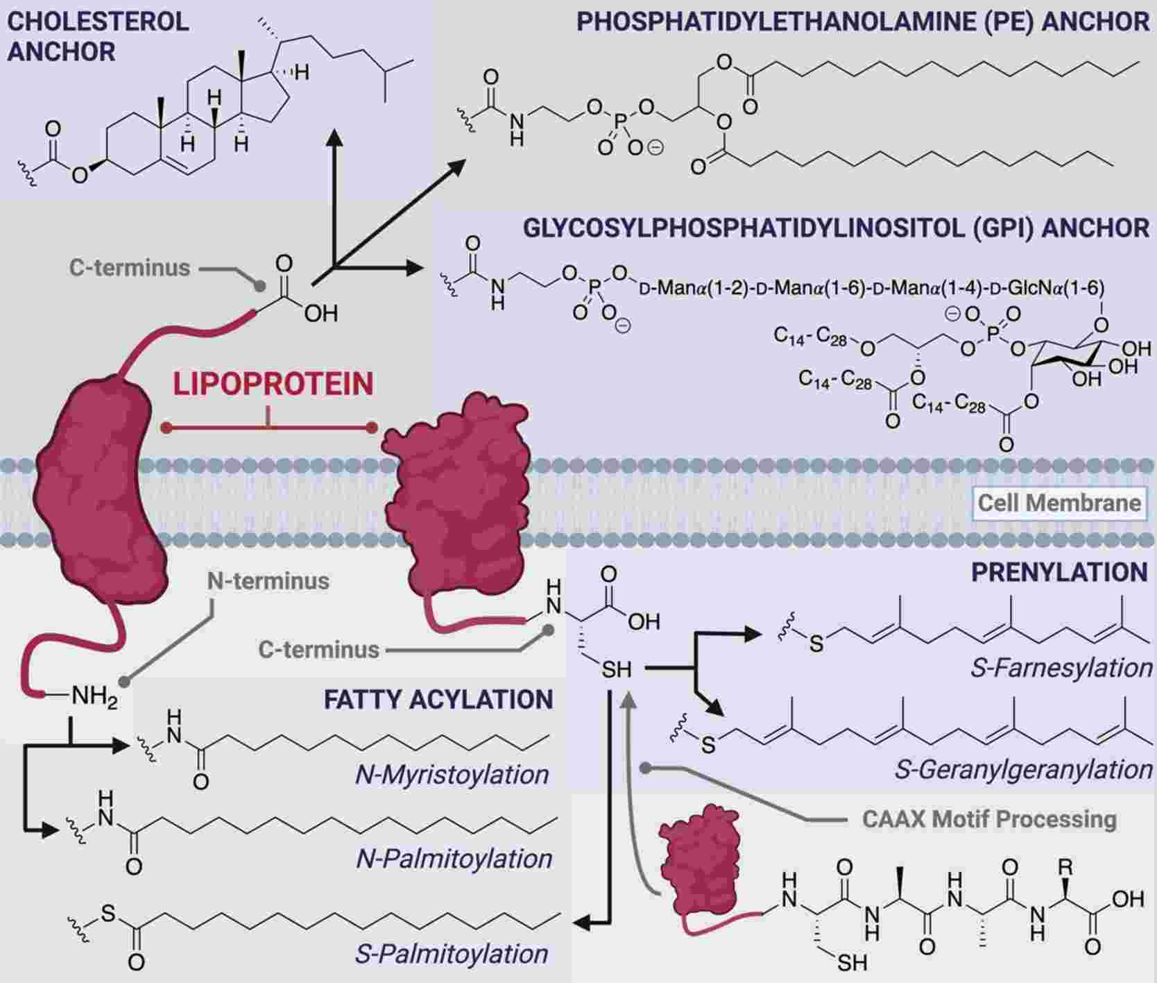 Fig.6 The different classes of co- and post-translational peptide and protein lipid modifications. (Hanna, et al., 2022)