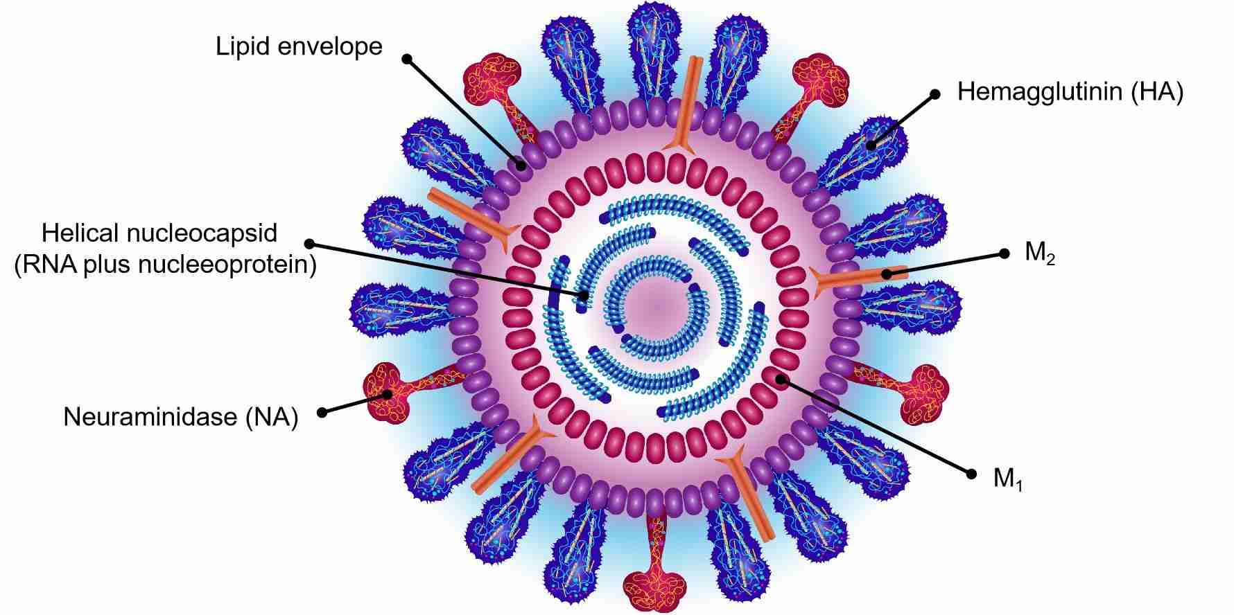 Fig.2 Structure of influenza virus. (Creative Biolabs Authorized)