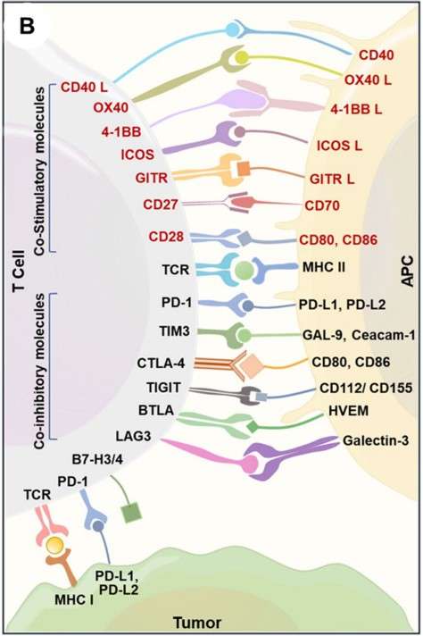 Illustration of immune targets between antigen-presenting cells, T cells, and cancer cells. (Lahiri, et al., 2023)