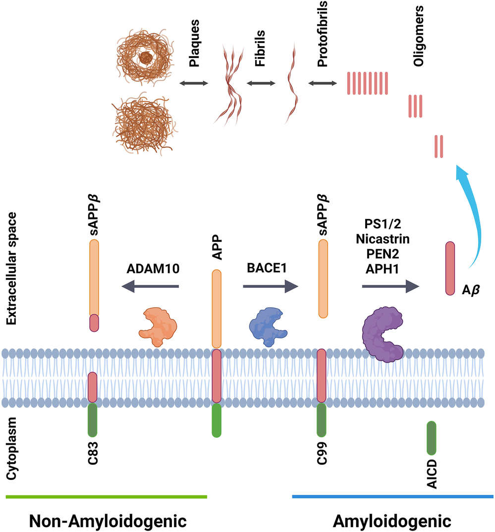 Formation and aggregation of Aβ peptides. (Barrera-Ocampo, 2024)