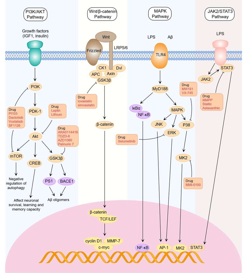 Signalling pathways in Alzheimer's disease. (Creative Biolabs Original)