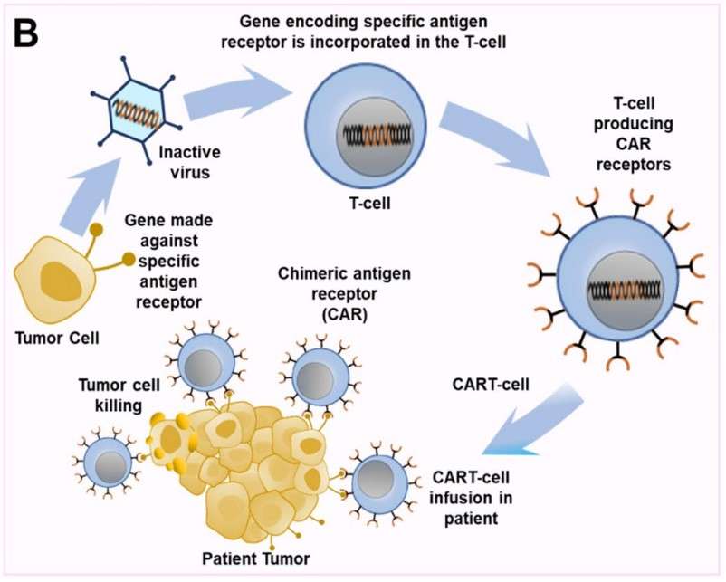 Fig.2 Illustration of the preparation and mechanism of CAR-T cell therapy.