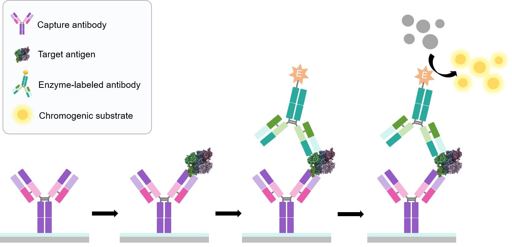 Fig.1 Antibody pairs. (Creative Biolabs Original)