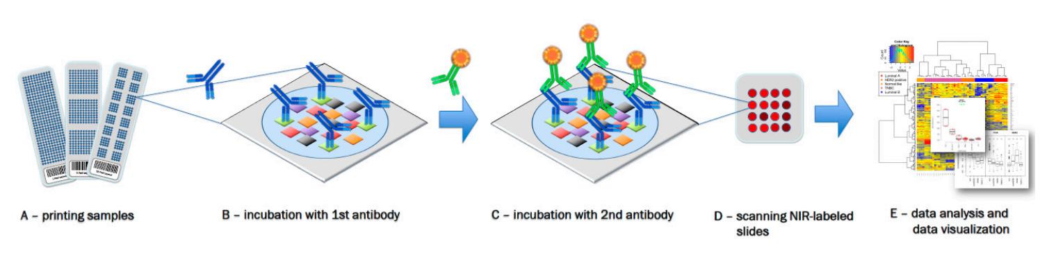 Fig.1 Workflow of reverse phase protein arrays. (Wachter, et al., 2015)