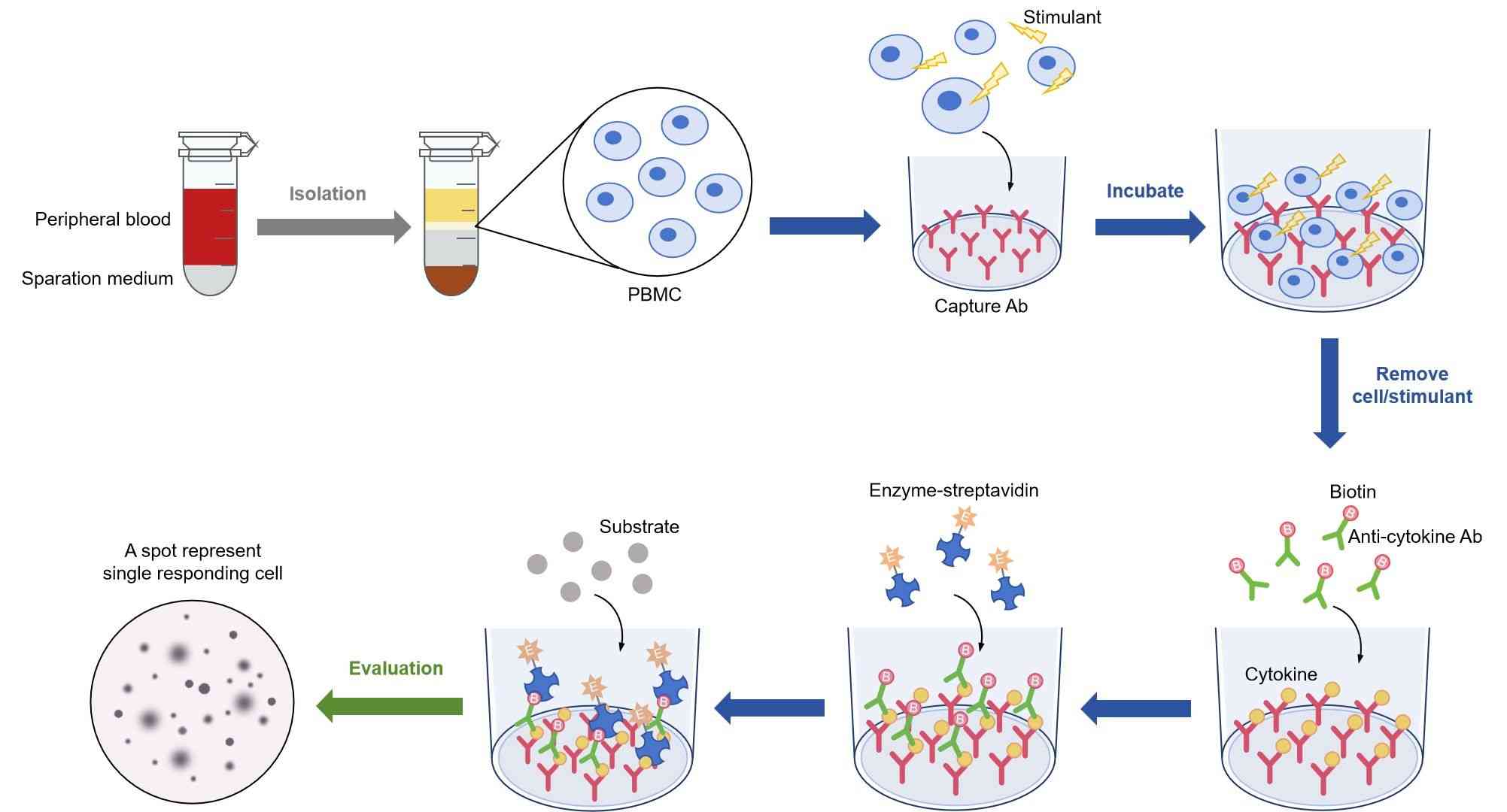 Fig.1 Three stages of an ELISpot experiment. (Creative Biolabs Original)