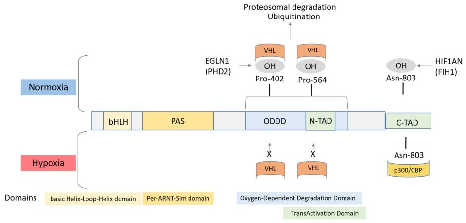 Structure of the HIF1α protein.