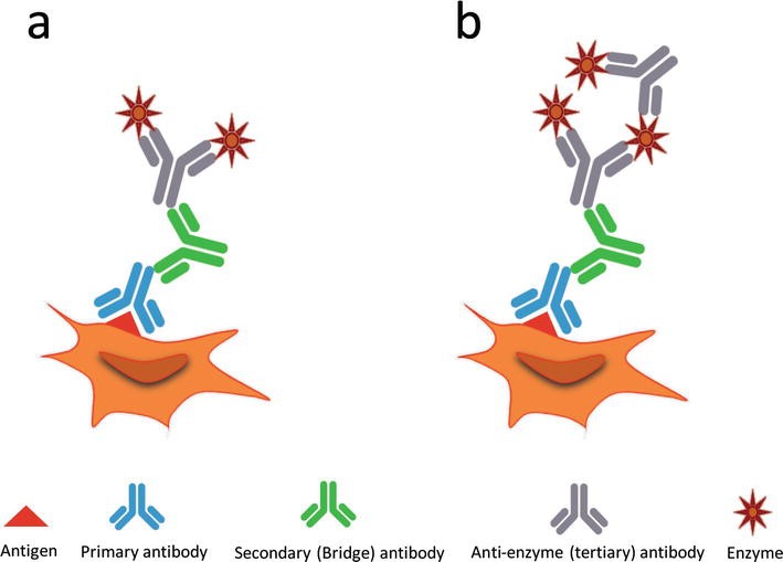 Fig.2 Immunostaining methods. (Shojaeian, Lay & Zarnani, 2018)