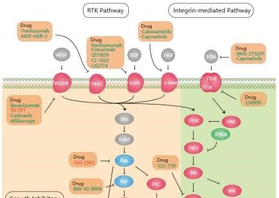 Signalling pathways in lung cancer. (Creative Biolabs Original)