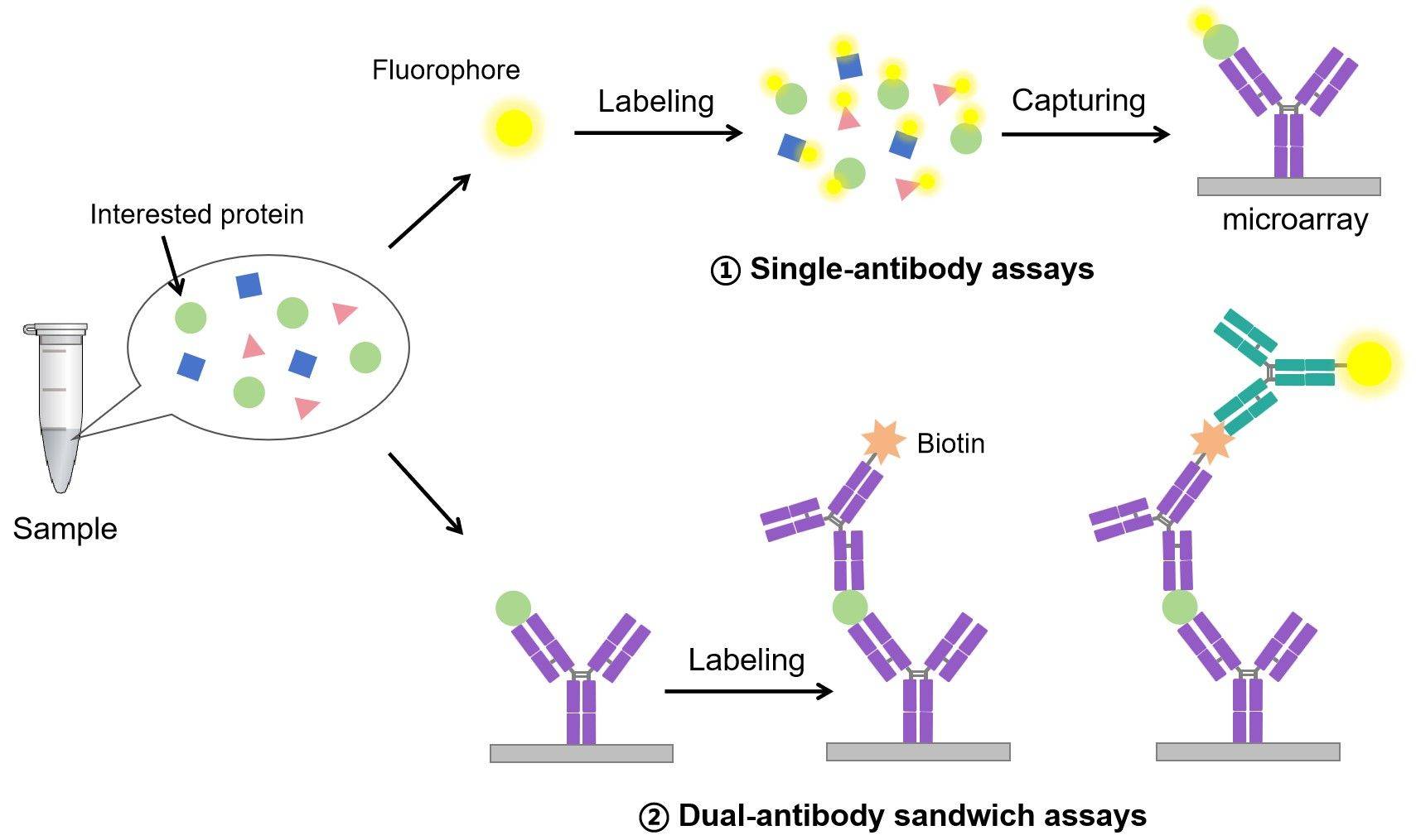 Fig.1 Schematic representation of the antibody array experimental formats. (Creative Biolabs Original)