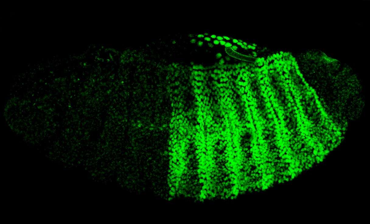 Fig.1 Antibody staining of whole mount drosophila embryos. (Sedwick, 2012)