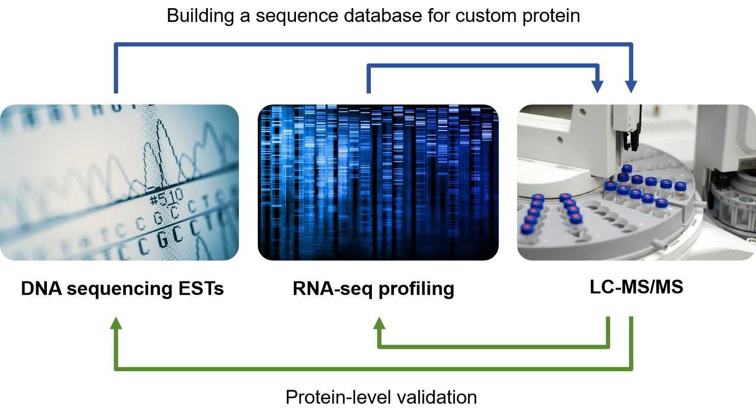 Fig.1 The concept of proteogenomics. (Creative Biolabs Original)