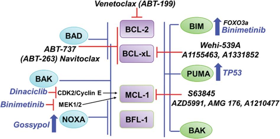 Fig. 1:Changes in the structure of BCL2