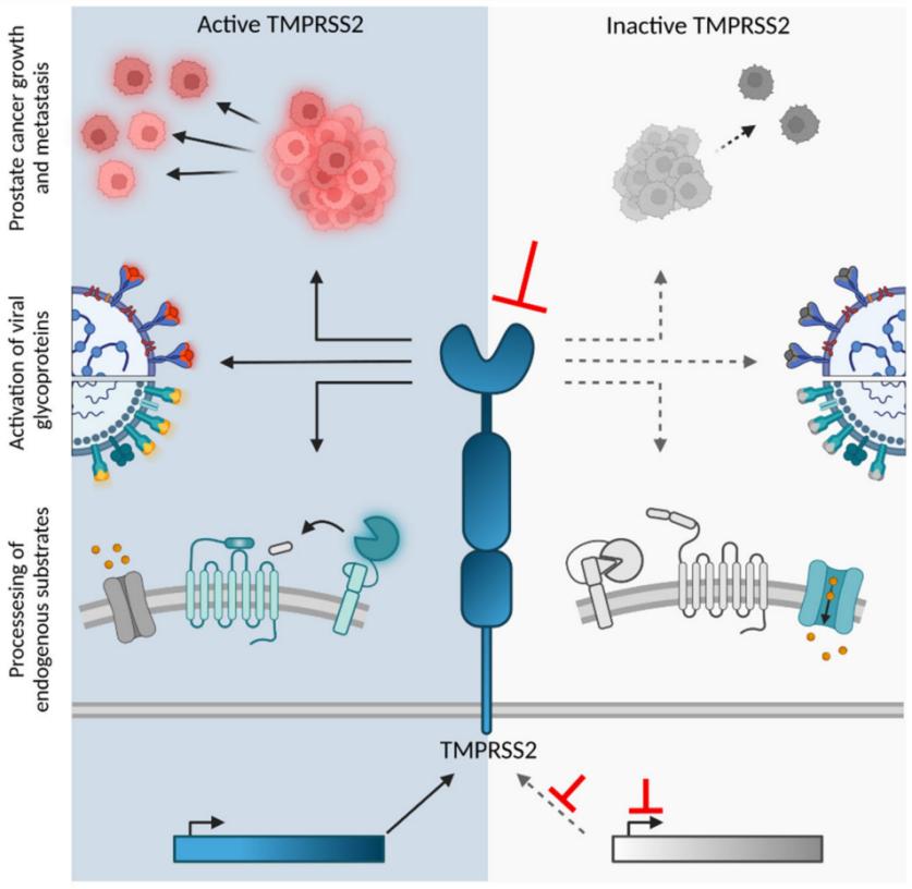 Fig. 1:(Patho)-physiological role of TMPRSS2.