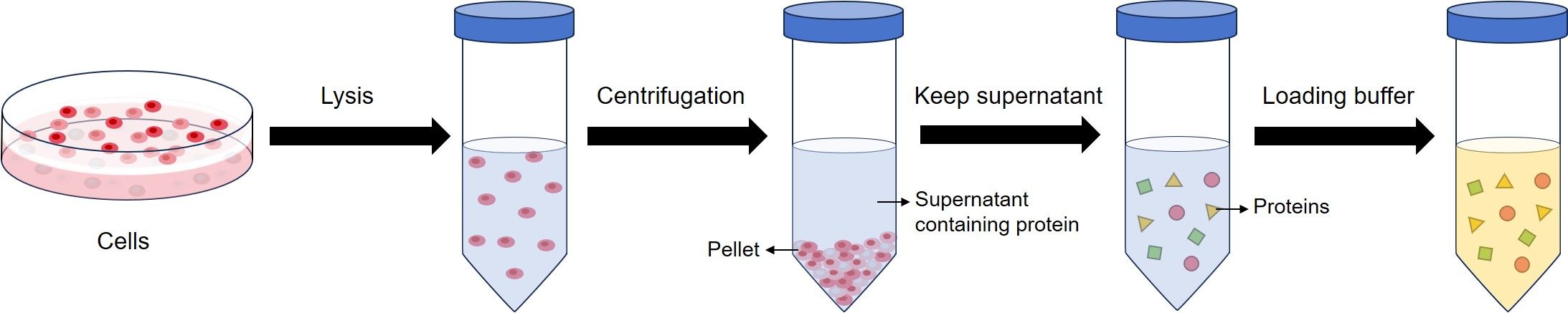 Fig.1 Western blot illustrated assay. (Creative Biolabs Original)