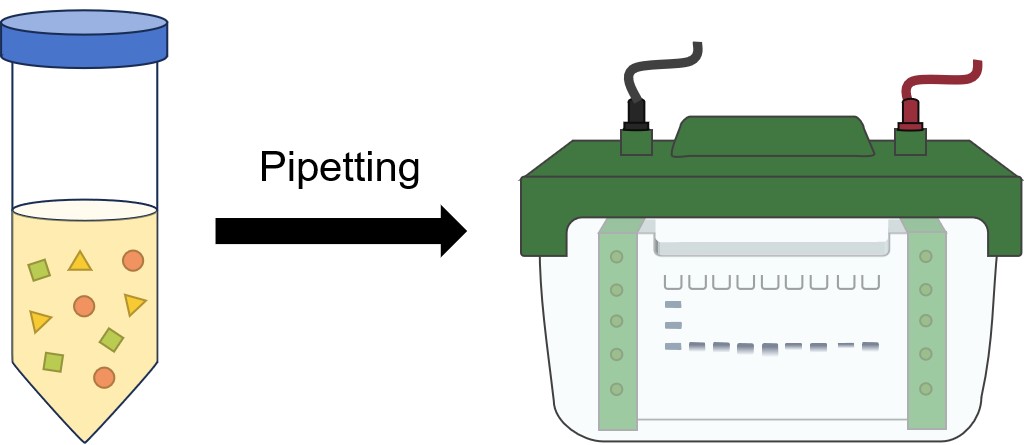 Fig.3 Western blot illustrated assay. (Creative Biolabs Original)