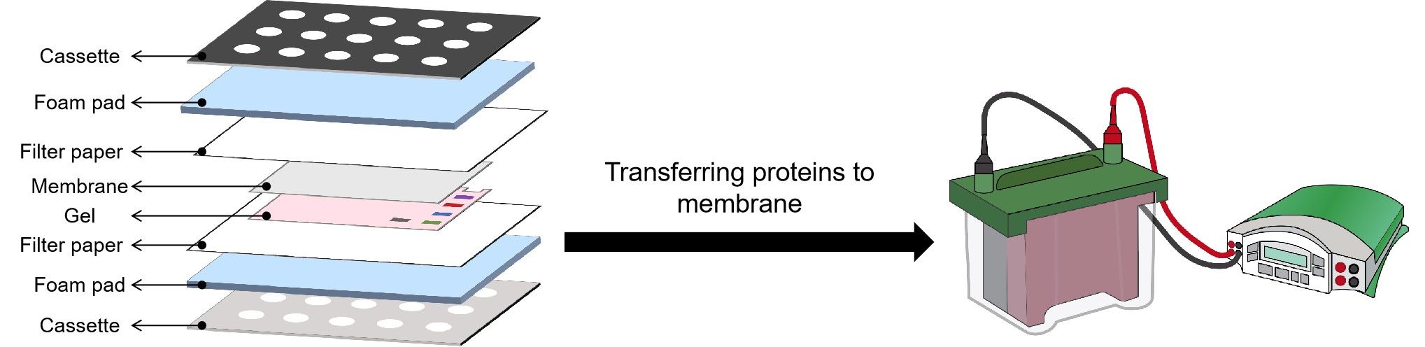 Fig.4 Western blot illustrated assay. (Creative Biolabs Original)