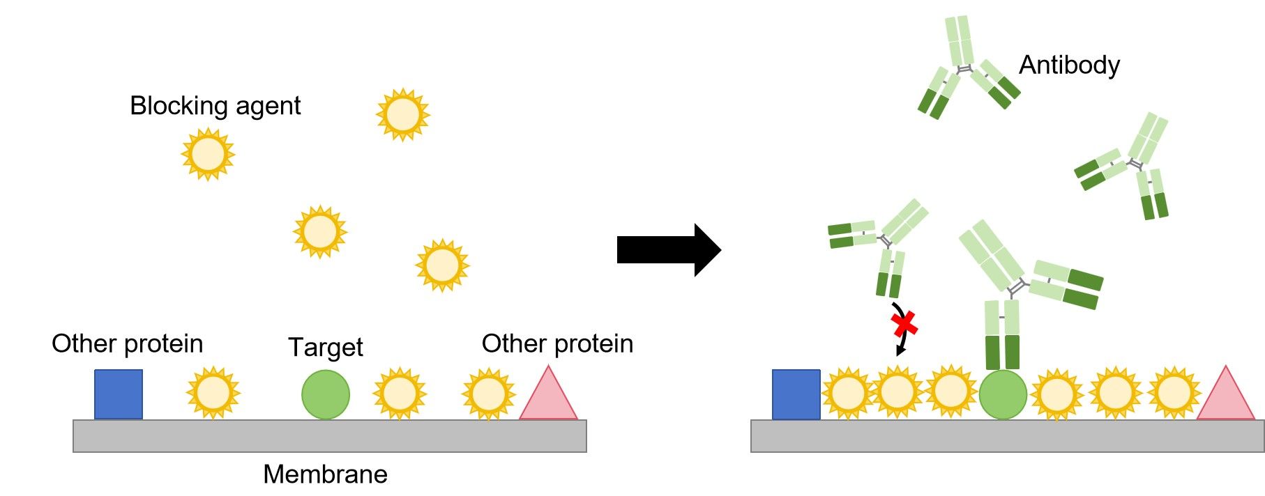 Fig.5 Western blot illustrated assay. (Creative Biolabs Original)