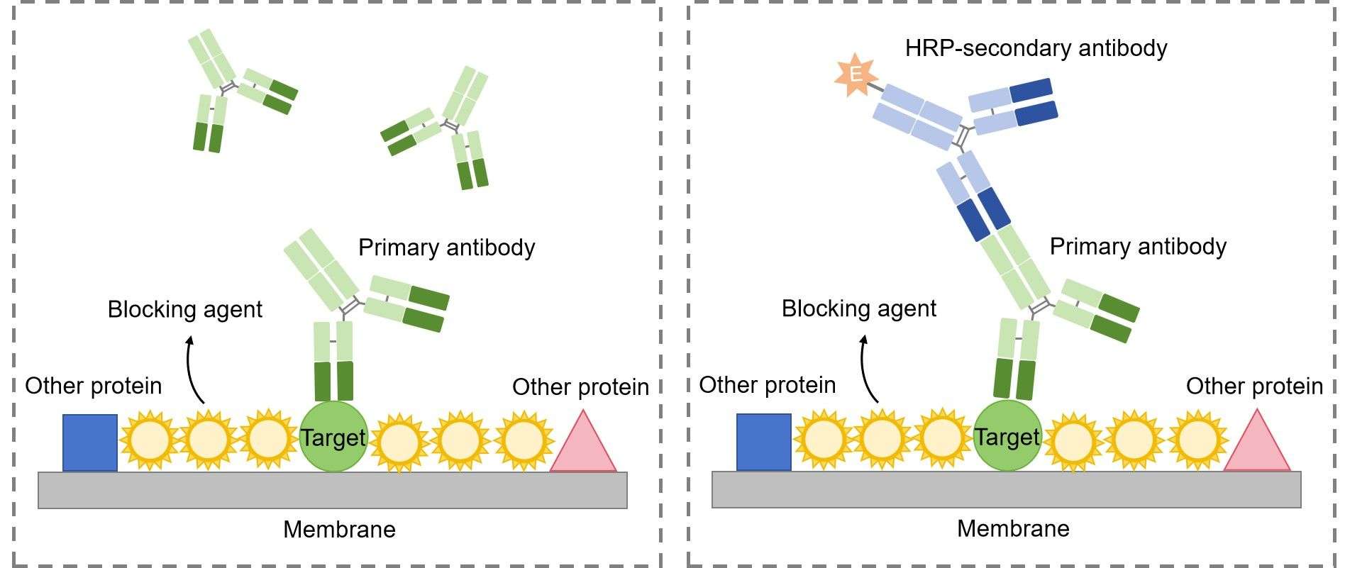 Fig.6 Western blot illustrated assay. (Creative Biolabs Original)