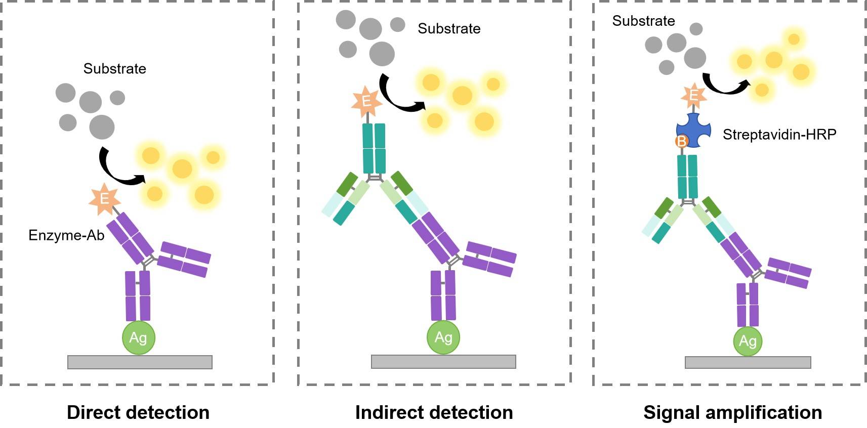 Fig.1 WB detection methods. (Creative Biolabs Original)