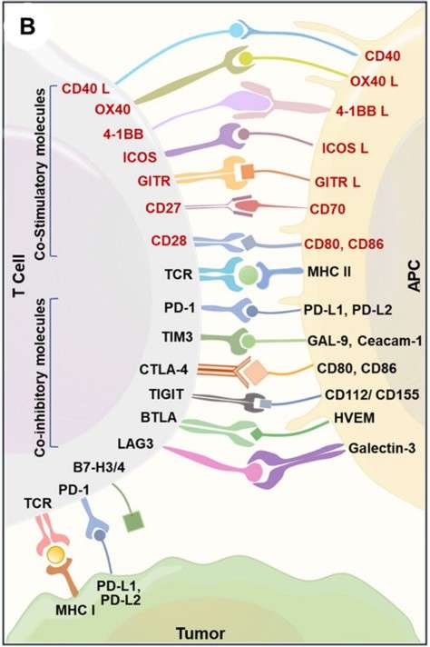 Illustration of immune targets between antigen-presenting cells, T cells, and cancer cells. (Lahiri, et al., 2023)