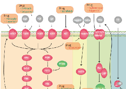 Signalling pathways in breast cancer. (Creative Biolabs Original)